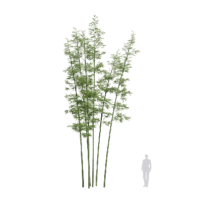 Bamboo Bambusoideae 17