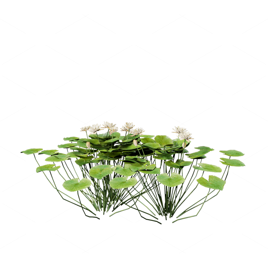 Aquatic Plants 3D Models