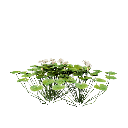 Aquatic Plants Nymphaea Yellow 01