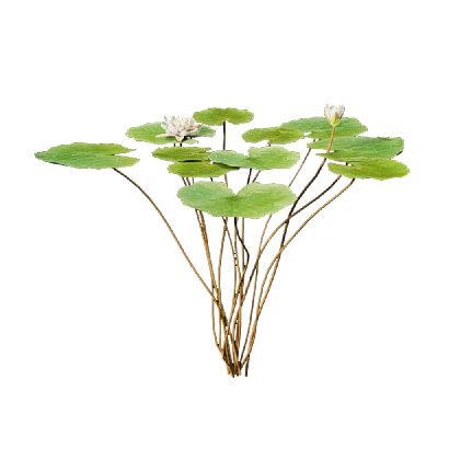 Aquatic Plants Nymphaea Bisque 01