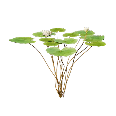 Nymphaea Bisque 01
