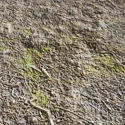 Gravel Mossy Woodland