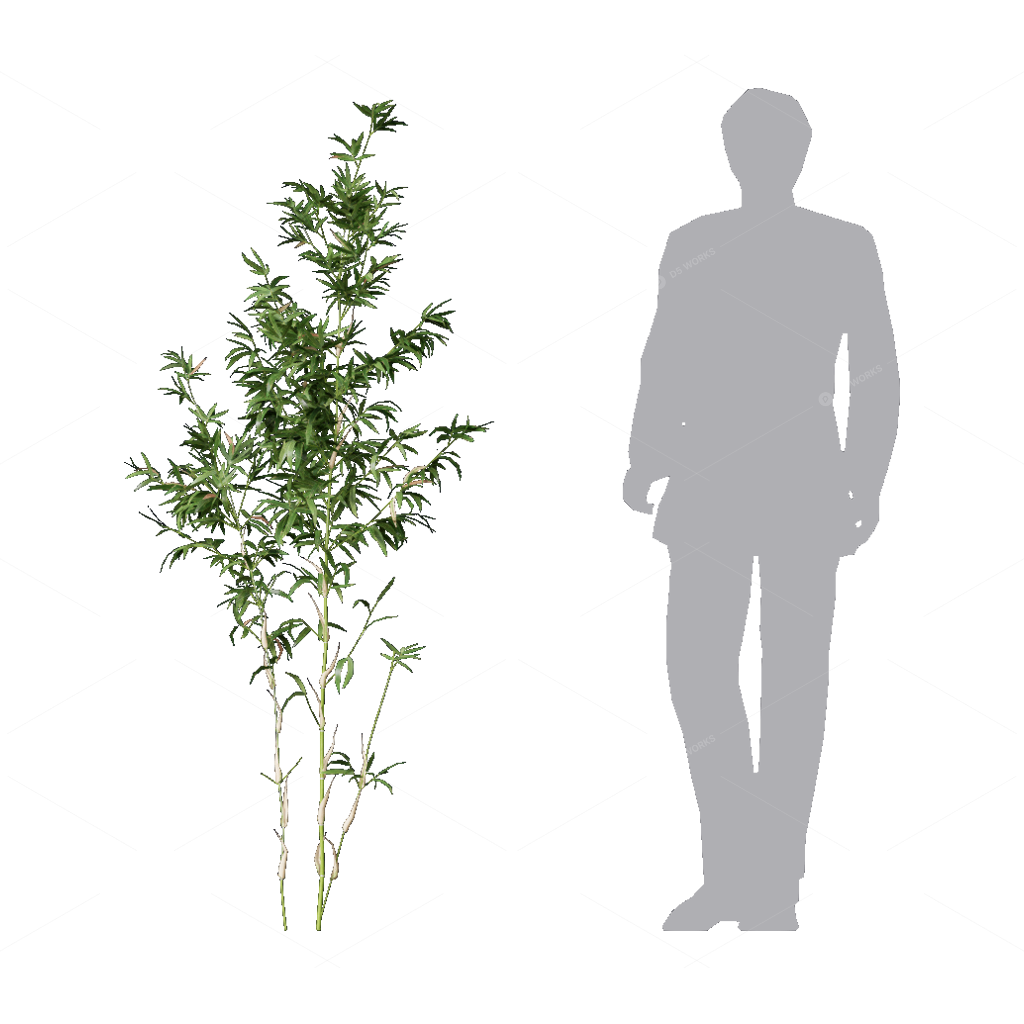 Other Botanicals 3D Models
