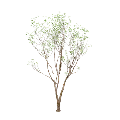 Celtis sinensis 10 3d model