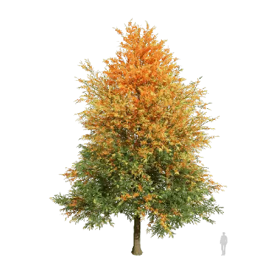 Grevillea robista 3d model
