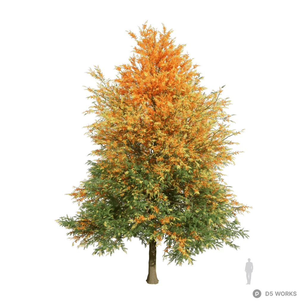Grevillea robista 3d model - Image 1