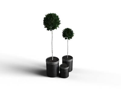 Minimalist Potted Topiary 3d model