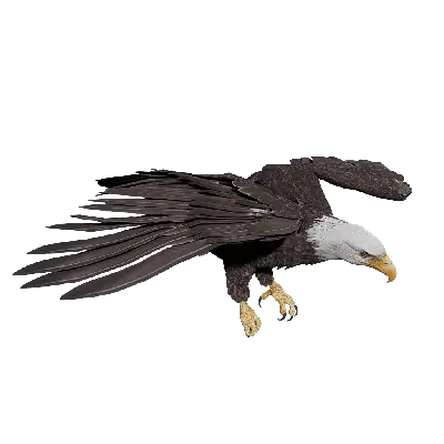 BaldEagle Stand 3d model