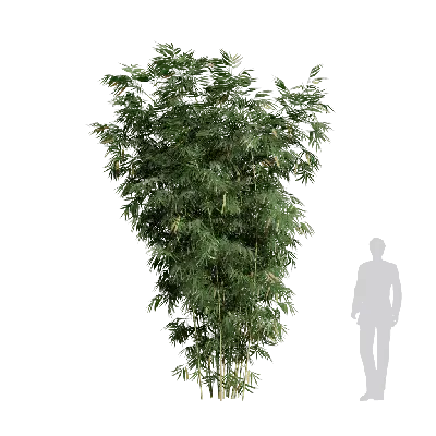 Bambusa multiplex fernleaf 03