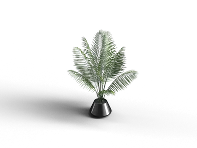 Potted Fern Plant 3d model