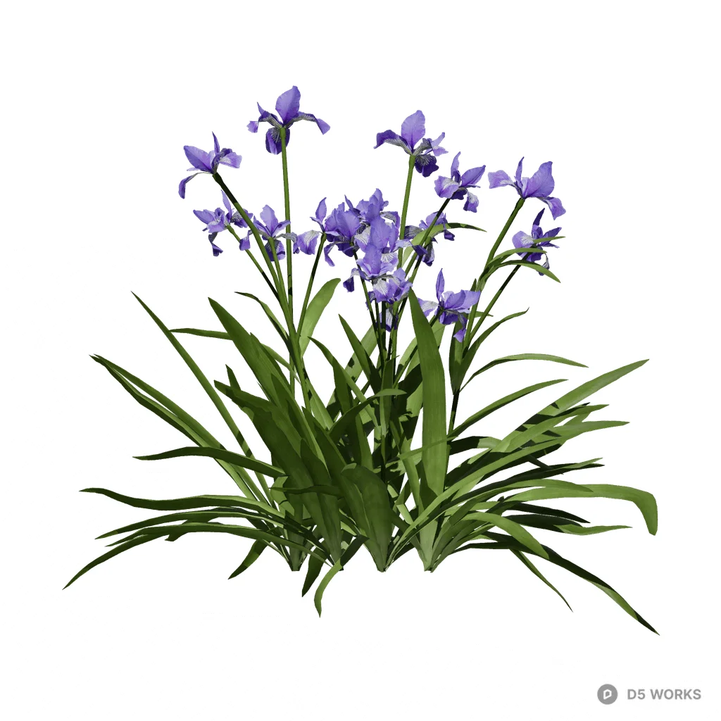 Iris tectorum 08 3d model - Image 1