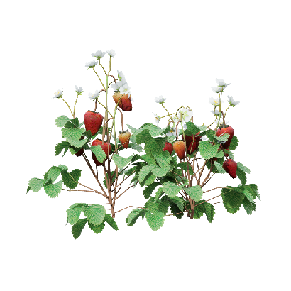 Crops Fragaria 08