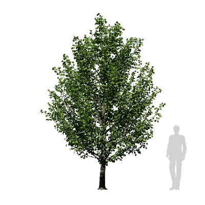 Tilia americana 05 3d model