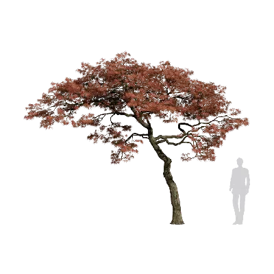 Acer palmatum 12 3d model