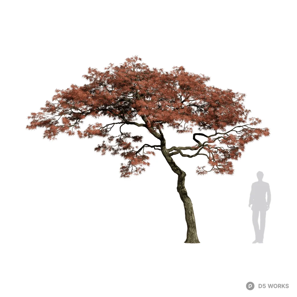 Acer palmatum 12 3d model - Image 1