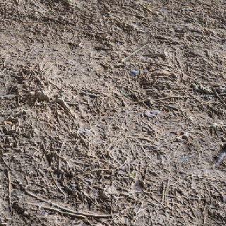 Muddy Ground Withered Woodland