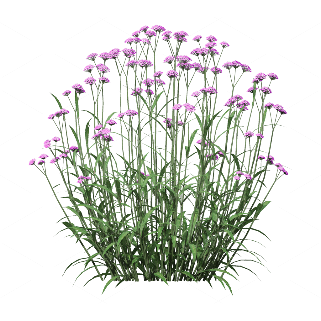 Flowers 3D Models