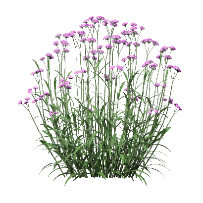 Grass Verbena bonariensis 01