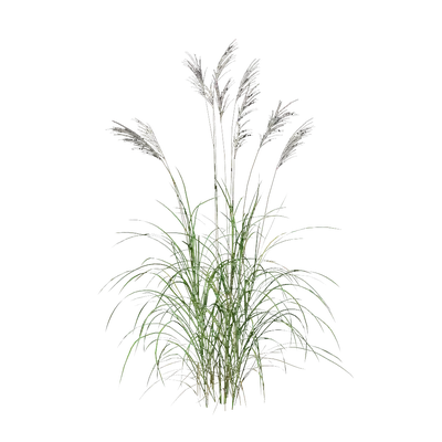 Miscanthus sinensis 02