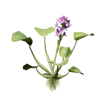 Aquatic Plants Eichhornia crassipes