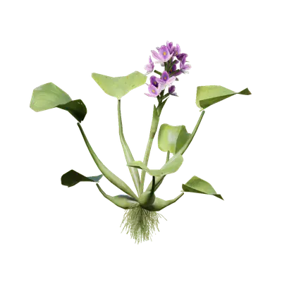 Eichhornia crassipes