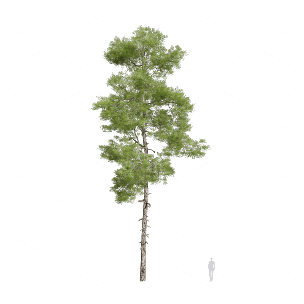 Trees 3D Models