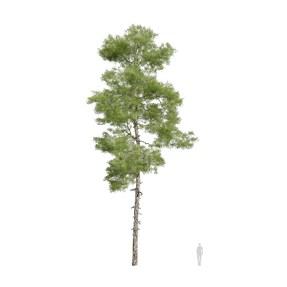 Coniferous Tree Pinus brutia 03