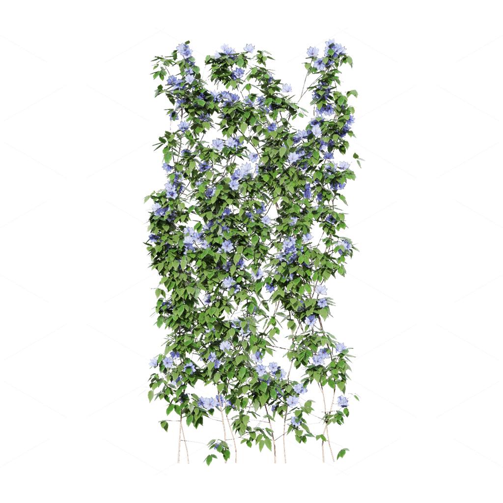 Climbing Plants 3D Models