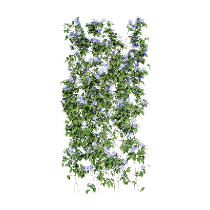 Climbing Plants Clematis florida 04