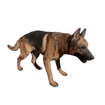 Dog 02 Stand