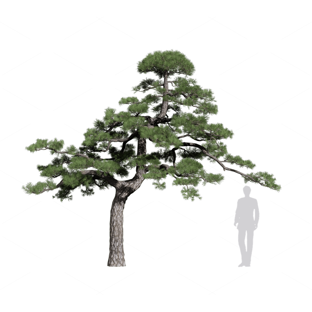 Trees 3D Models