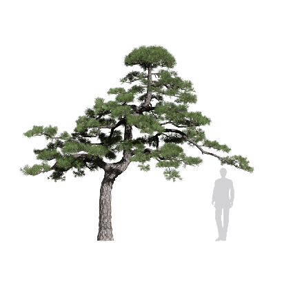 Coniferous Tree Pinus thunbergii 06