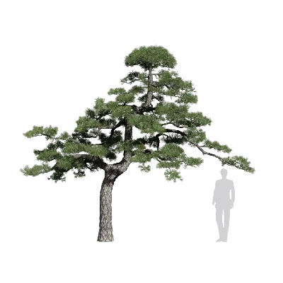 Pinus thunbergii 06 3d model