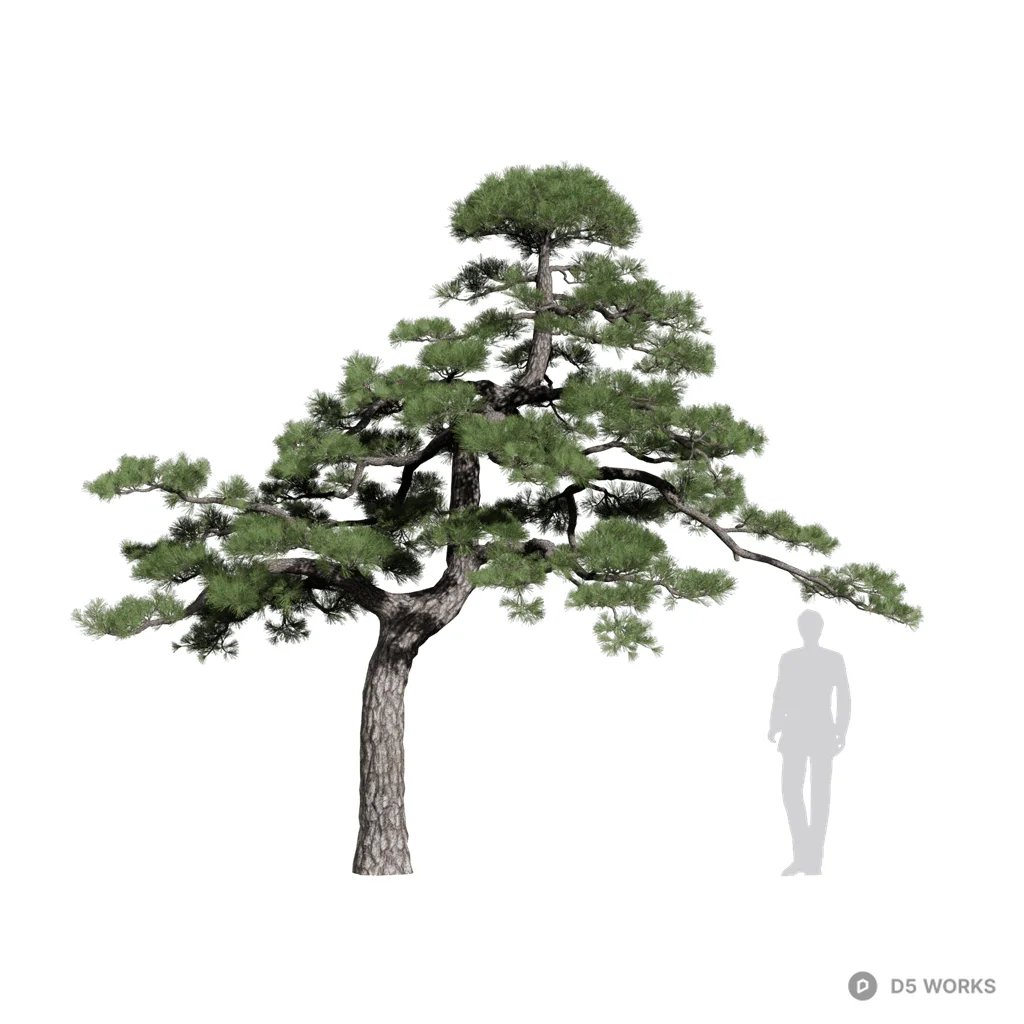 Pinus thunbergii 06 3d model - Image 1