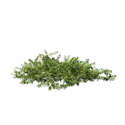 Allamanda cathartica 04