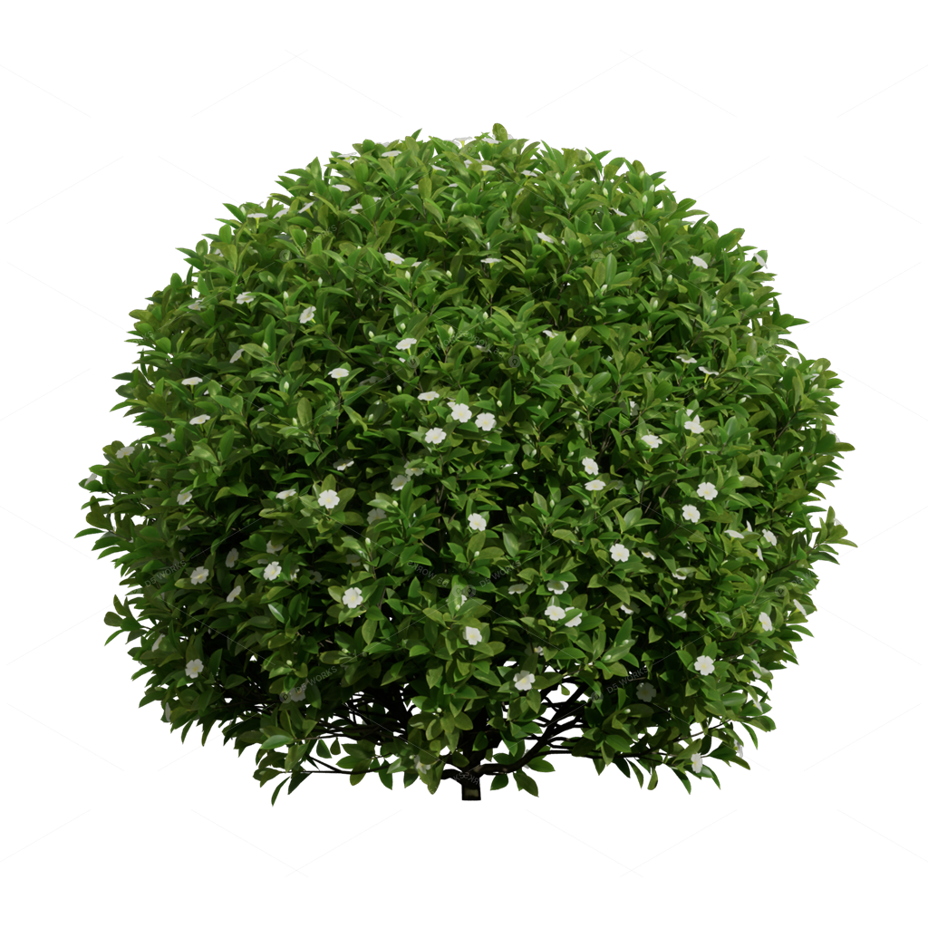Shrubs 3D Models