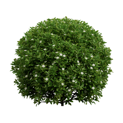 Shrub Fagraea ceilanica 10