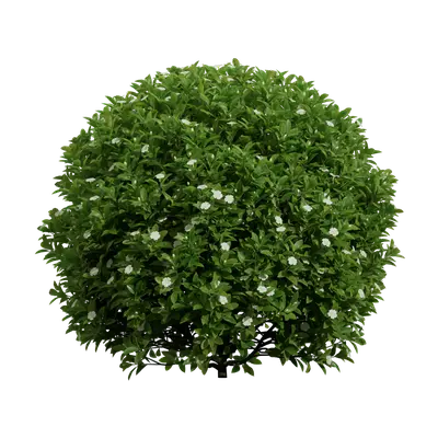 Fagraea ceilanica 10