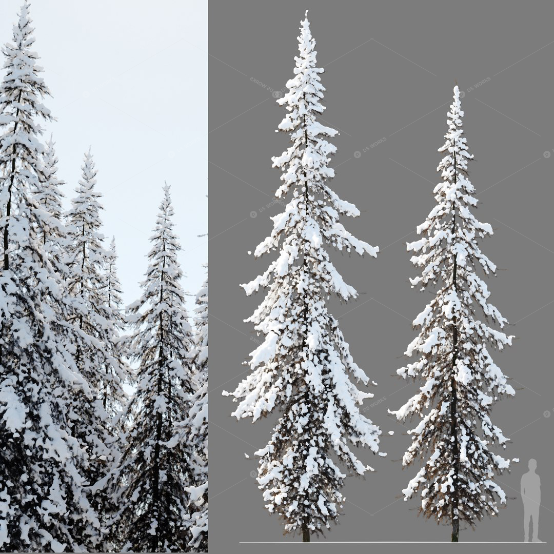 Trees 3D Models
