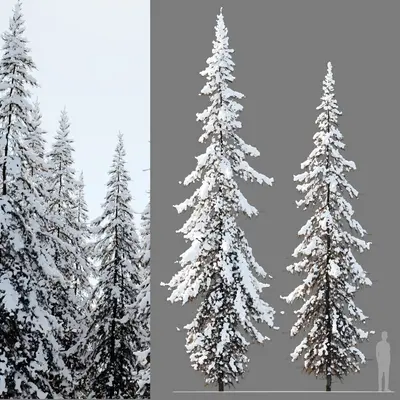 Coniferous Tree