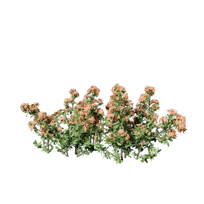 Ixora coral malay 05