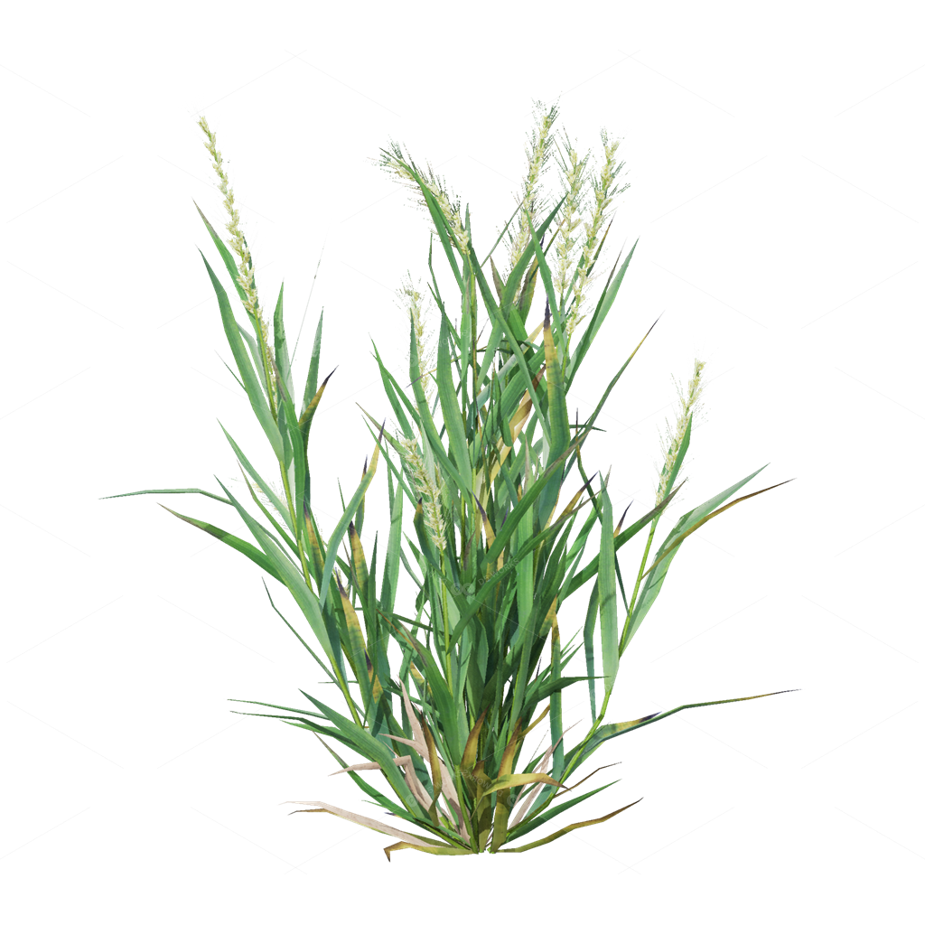 Crops 3D Models