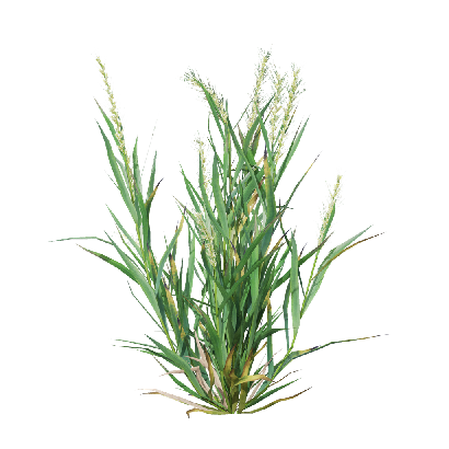 Crops Triticum 04