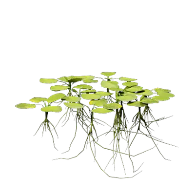 Limnobium laevigatum 04