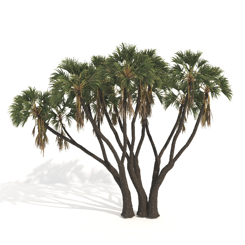 Modern Coniferous Tree