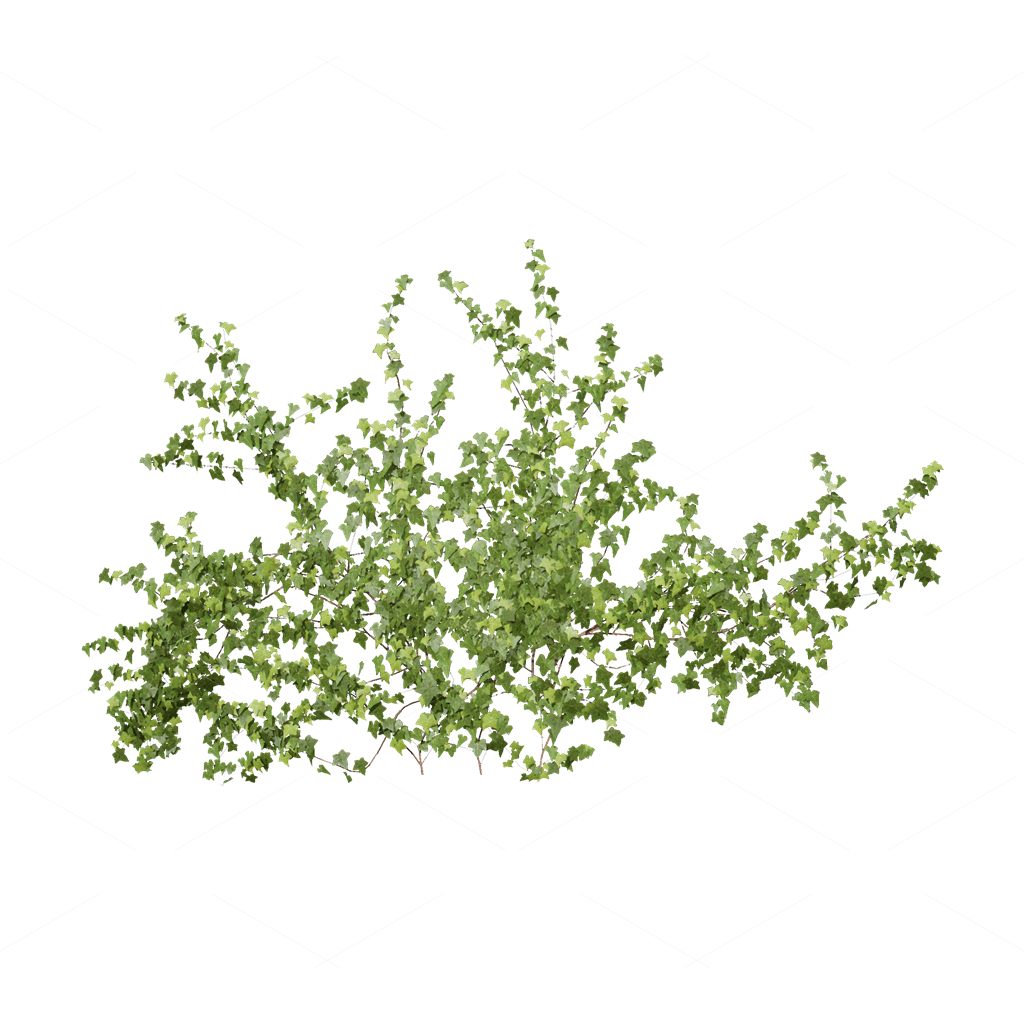 Climbing Plants 3D Models