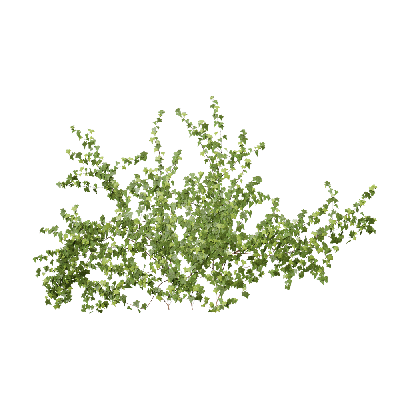 Climbing Plants Hedera helix 02