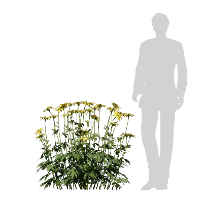 Rudbeckia laciniata Herbstsonne 01