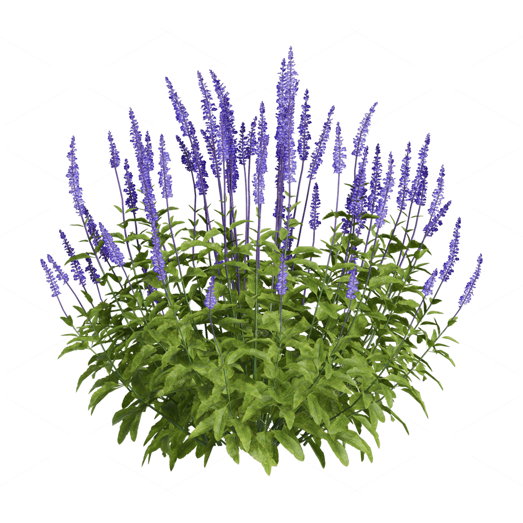 Flowers 3D Models