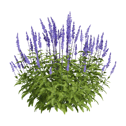 Grass Salvia farinacea 01